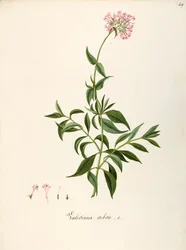 Valerianaceae, kozlík červený (Centranthus ruber), bylinná vytrvalá rostlina pro květinové záhony nebo skalnaté zahrady, spontánně v Itálii, Angela Rossi Bottione a spolupracovníci, akvarel