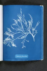 Cystoseira foeniculacea, z „Photographs of British Algae: Cyanotype Impressions“, publikované 1843-53