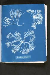 Furcelleria fastigiata, z 