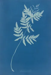 Osmund Rigalis (Austrálie)