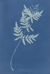 Osmunda Rigalis (Austrálie)