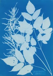 Spiraea arcus Tyrolsko, 1851-54.