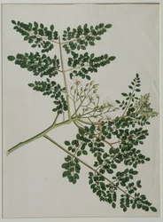 Moringa oleifera, nazývaná také křen, nebo palička (akvarel na papíře)