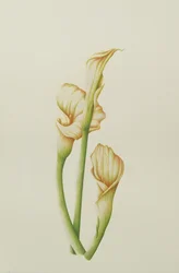Arum Lily, 2001 (wc na papíře)