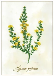 Hypericum perforatum, 2015 (kvaš)