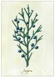 Juniperus, 2015 (kvaš)