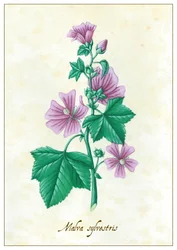 Malva sylvestris, 2015 (kvaš)