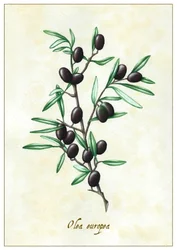 Olea europea, 2015 (kvaš)