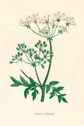 Jedlice obecná, c1891, 1891
