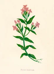 Hořec polní, c1891, 1891