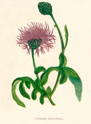 Knapweed větší, c1891, 1891