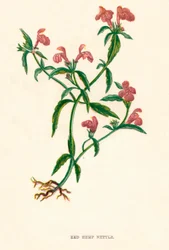 Červená konopná kopřiva, c1891, 1891