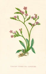 Vzpřímená mořská levandule, c1891, 1891