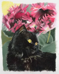 Černé tulipány