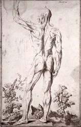 Anatomická studie lidského svalového systému (rytina