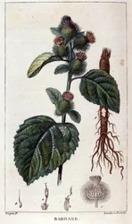 Botanická deska: lopuch (arctium). Barevná rytina z 19. století.