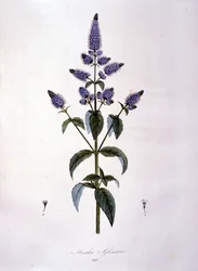 Botanická deska: máta divoká (mentha sylvestris). 19. století rytina.
