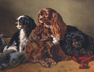 King Charles španělé