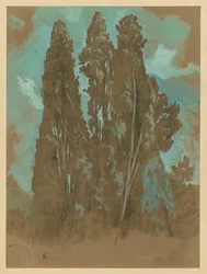 Studie cypřišů