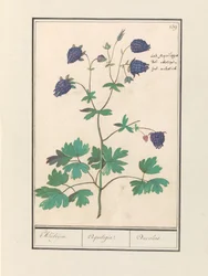 Akelei (Aquilegia) Akeleijen. / Aquilegia. / Aucoled (název na objektu)