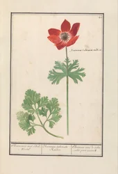 Sasanka (Anemone) Anemone met Bol-Wortel / Anemone tuberosa Radice. / Sasanka s hlízami pro kořeny (název na objektu)