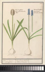 Hroznové hyacinty (Muscari botryoides) Bílé a modré Druijfkeny. / Dhijachintus Botroides. albus et coeruleus (název na objektu)