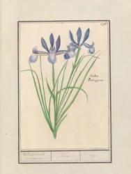 Modrý kosatec (Iris sibirica) Sladce vonící orris. portugalština. / duhovky. / duhovka. (název na objektu)