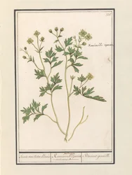 pryskyřník (Ranunculus) Druh pryskyřník / Ranunculi palustris Druh. / Bacinet genoille. (název na objektu)