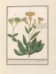 Centaurština (Centaurea) 1. velká chrpa. 2. Chrpa. / 1. Cijanus Major / 2. ditto vulgaris. / 1. Grande bluet. / 2. Bluet. (název na objektu)
