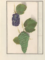 Druif (Vitis vinifera) Druijven. / uva Vulgaris. / Rozinky (název na objektu)