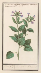 Plicník tečkovaný (Pulmonaria officinalis) Delší koření. / Plicnice. / Plicní. (název na objektu)