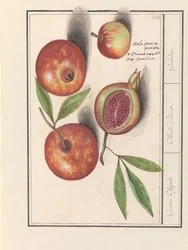 Granátové jablko (Punica granatum) Grenaert jablka. / Malá Punica. / Granáty. (název na objektu)