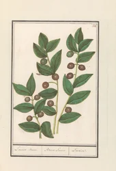 Oliva (Olea europaea) Vavřínový strom. / Bacca Laurus. / Laurel (titul na předmětu)