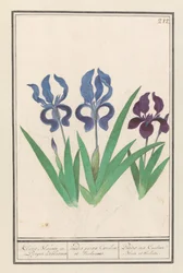 Iris germanica (Iris germanica) Kleene Blauwe en Puper lisbloemen / malé fialové a fialové duhy. / Petites duhovky Couleur Bleue et Violette (název na objektu)