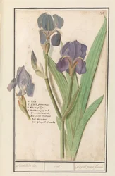 Iris germanica (Iris germanica) Stinkende lis. /duhovka. / Smradlavé mečíky. plameny. (název na objektu)