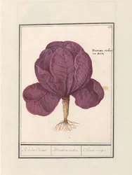 Červené zelí (Brassica oleracea convar. capitata var. rubra) Červený Cauwel. / Brassica rubra. / Choux rouge (název na objektu)