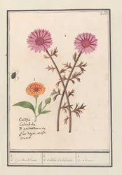Růžový květ (neznámý) a měsíček lékařský (Calendula officinalis) 1. 2. Zlaté květy. / 1. 2. Caltha Calendula. / 1. 2. Soucie. (název na objektu)