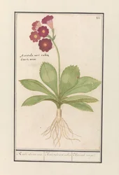 prvosenka (Primula) Uši červeného medvěda. / Auricula ursi rubra. / Auricule rouge (název na objektu)