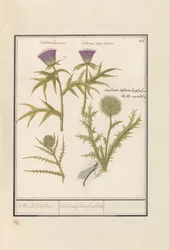 Bodlák (Carduus) a artyčok (Cynara cardunculus) Distel (bodlák) a artisjok (Cynara cardunculus) Boll Caerden / Cardius Spheroche-phalus (název na objektu)