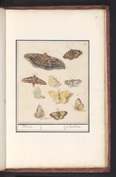 Motýli a můry můry. / Papillons (titul na objektu)