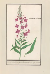 Fireweed (Chamerion angustifolium) Opět Židé Kruyt. / lysimachia sequilosa / Souci d