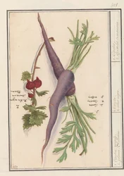 Wortel (Daucus carota) v rode bes (Ribes rubrum) 1. Karoten, wortely. 2. Planen Aelbesien / 1. Carota. 2. ribes nigra. / 1. Karotka. 2. Goisselet transmarin. (název na objektu)