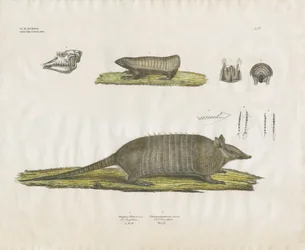 Pásovci s lebkou a zubními strukturami (ručně kolorovaná litografie)