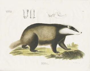 Jezevec lesní s ilustrací lebky (ručně kolorovaná litografie)