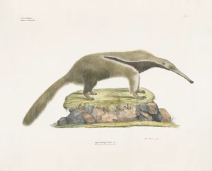 Mravenečník obrovský na skalnatém terénu (ručně kolorovaná litografie)