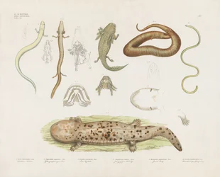 Různí obojživelníci a anatomické studie (ručně kolorovaná litografie)