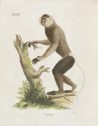 Kapucín běločelý na kmeni stromu (ručně kolorovaná litografie)