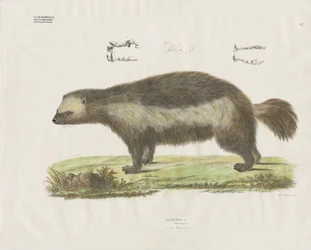 Wolverine s detaily zubů (ručně kolorovaná litografie)