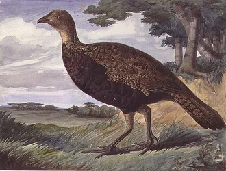 Bažant a Greyhen Hybrid (akvarel na papíře)