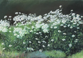 Shasta Daisies, 1992